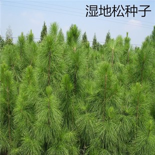 ɢ�b�²ɝ���ɷN���ɘ�N�Ә��䃞�|��ľ�N����ľ�N�ӝ���ɷN��