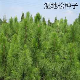 散装新采湿地松种子松树种子枞树优质乔木种子林木种子湿地松种籽