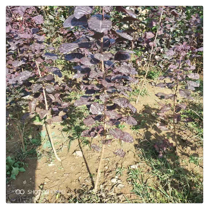 红栌 红栌价格 最新红栌批发报价 种苗花卉网