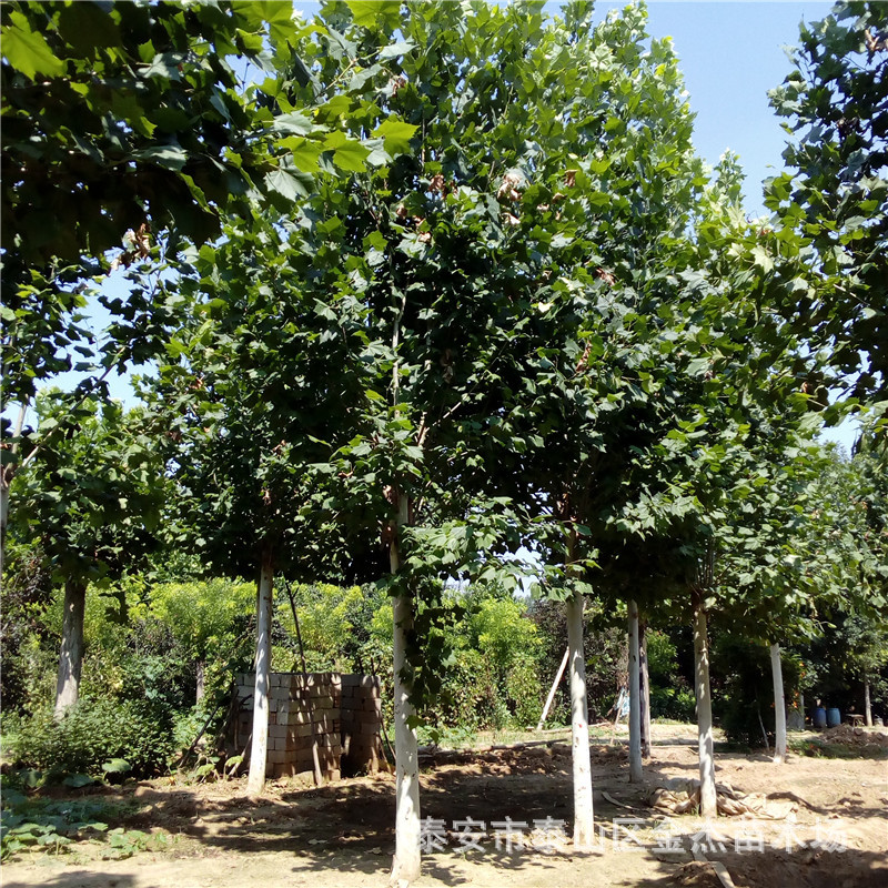 山东速生法桐树苗价格基地直销苗圃直销 悬铃木市场行情成活率高-阿里巴巴