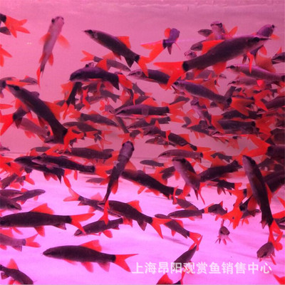 Rainbow Shark living thing Tropical Ornamental fish living thing Black-tailed Watch Shark Shanghai fishing ground Direct selling wholesale