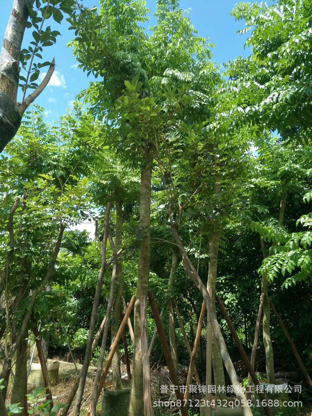 海南黄花梨树袋苗，绿化类名贵树_中国永发沉香树种植基地