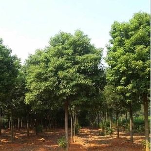 ���l�Ǽ������� ��Ʒ��ľ�@�ֹ������;G�����G��ľ ���Ի���ֱ�N