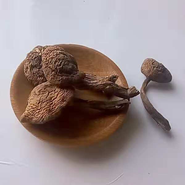 东北特产榛蘑野生蘑菇特级干货新货小鸡炖蘑菇|ms