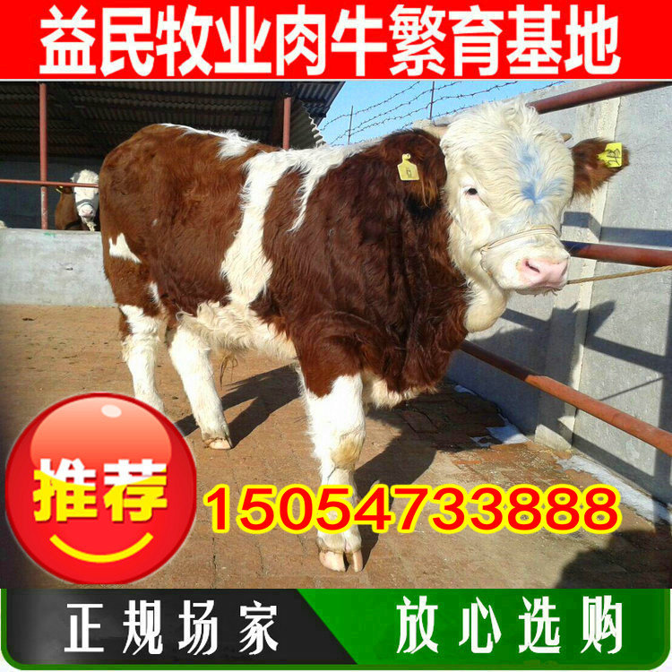 怀孕鲁西黄牛大母牛配种 纯种二岁西门塔尔大种母牛多少钱一头
