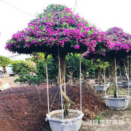 造型雨伞三角梅 福建种植基地直销 勒杜鹃 九重葛 叶子花批发价格