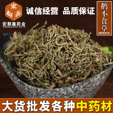 批发供应中药材 鹅不食草 新鲜干货无杂草 大货供应 量大从优