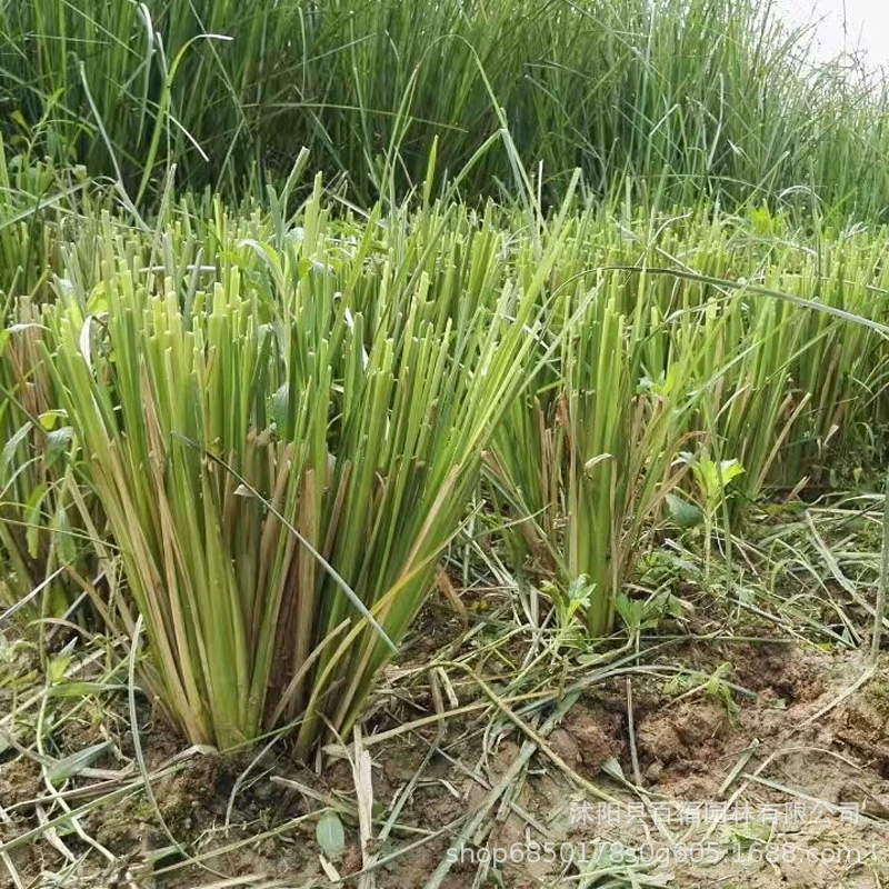 Питомник оптом ветивер происхождения Оптом почвопокровные растения озеленение рек