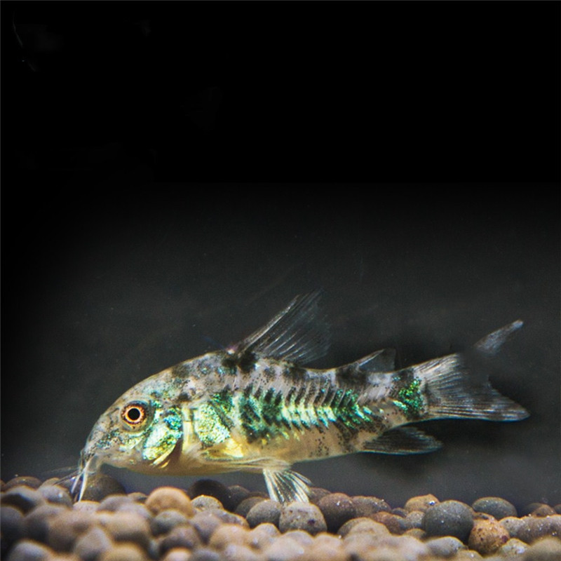 花椒鼠鱼活体 花老鼠底栖鱼 水族世界清洁宠物热带观赏鱼 包活