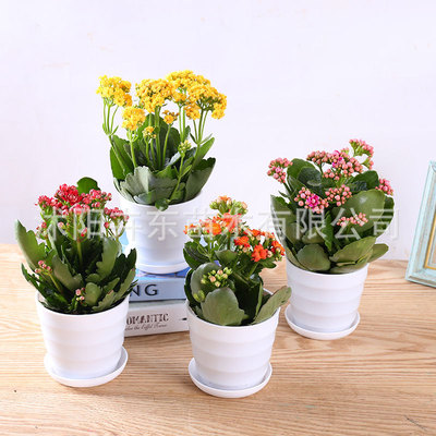 Kalanchoe Potted plant Office Flower Pot Green plant Clean air indoor desktop Botany Lunar New Year Flower