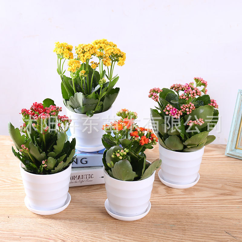 Kalanchoe Potted plant Office Flower Pot Green plant Clean air indoor desktop Botany Lunar New Year Flower