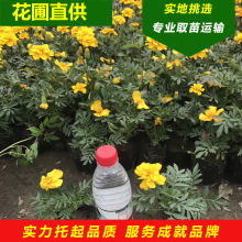 孔雀花 孔雀花品牌 图片 价格 孔雀花批发 阿里巴巴