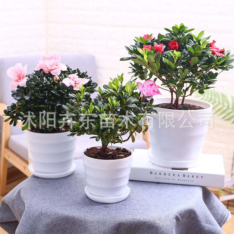 杜鹃花盆栽花卉室内观花植物办公室盆栽盆景映山红带花阳台花卉|ms