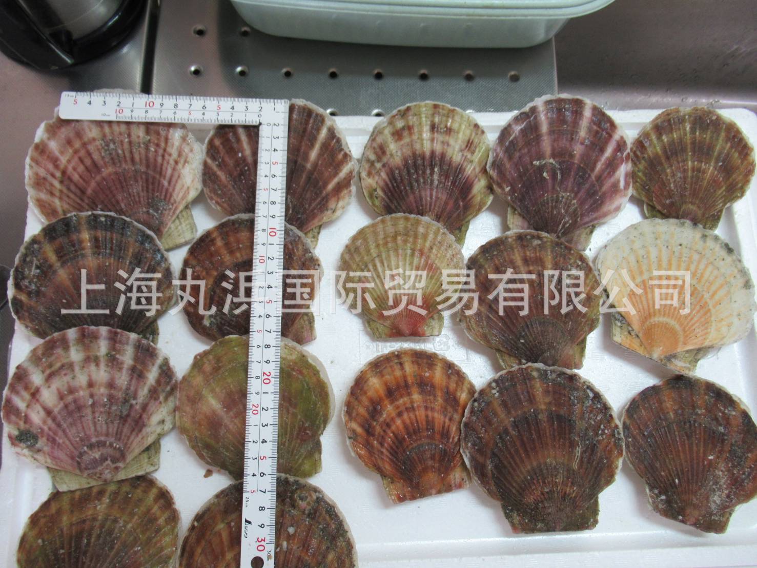 丸浜国际北海道扇贝贝柱带子帆立日本刺身料理俄罗斯图片 高清大图 阿里巴巴 丸浜国际北海道扇贝贝柱带子帆立日本刺身料理俄罗斯图片 高清大图 阿里巴巴