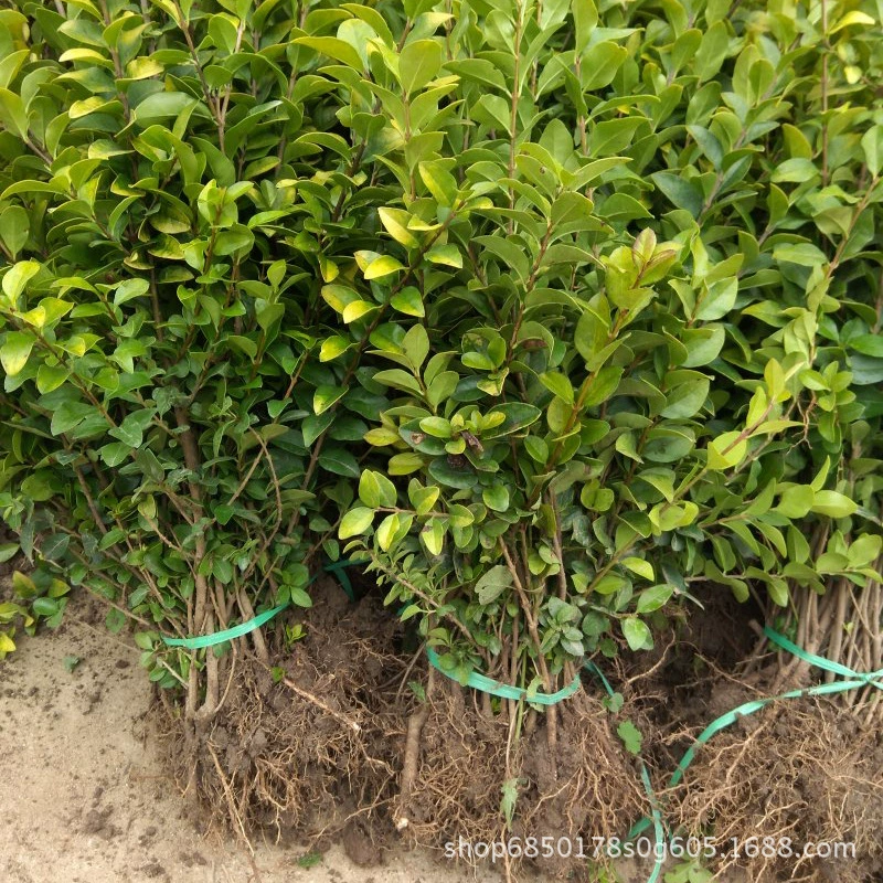 Золотой лист Привет проект рассада базовая цена озеленение проект дорога цвет блок хедж рассада