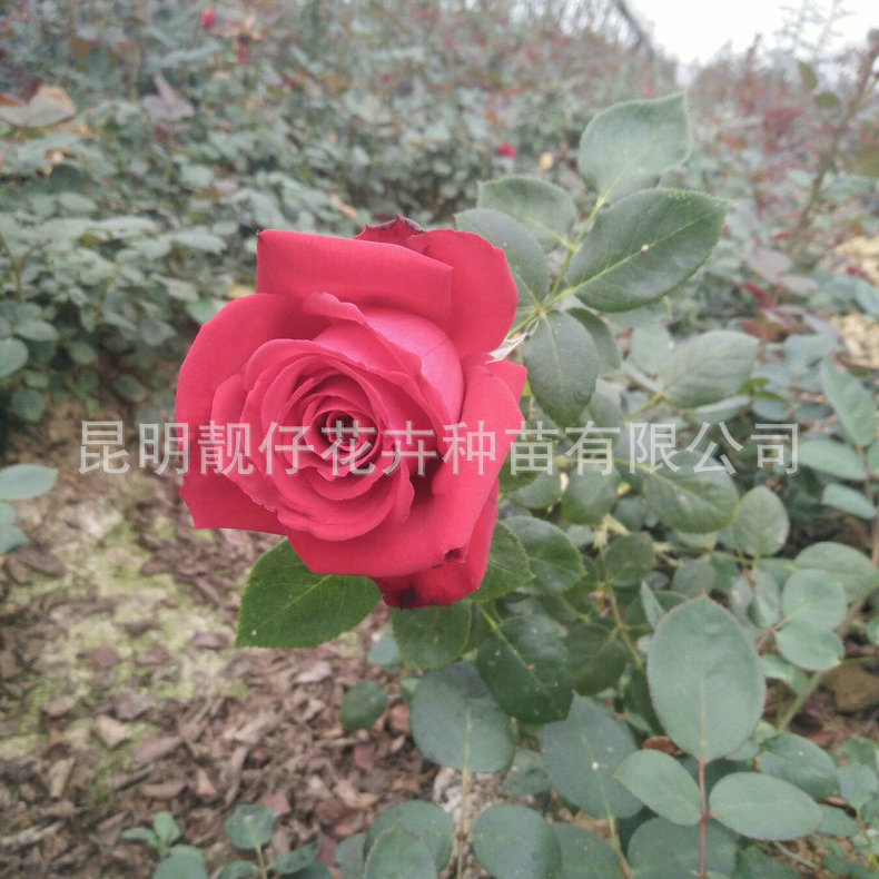 6804C300BB24E8F18769D6CA0902B4