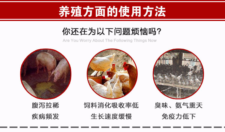 益生菌喂鸡选哪个厂家生产的靠谱