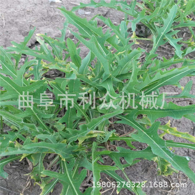 代理批发 板蓝根药材挖掘机 板蓝根鱼腥草挖药机