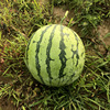 Zhongke Maohua Water Fruit and Vegetable Seed Golden Metropolis 8424 Watermelon Seeds Jingxin New Variety 50 Fragments