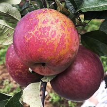 『盐源丑苹果』四川大凉山冰糖心红富士苹果新鲜水果9斤彩箱