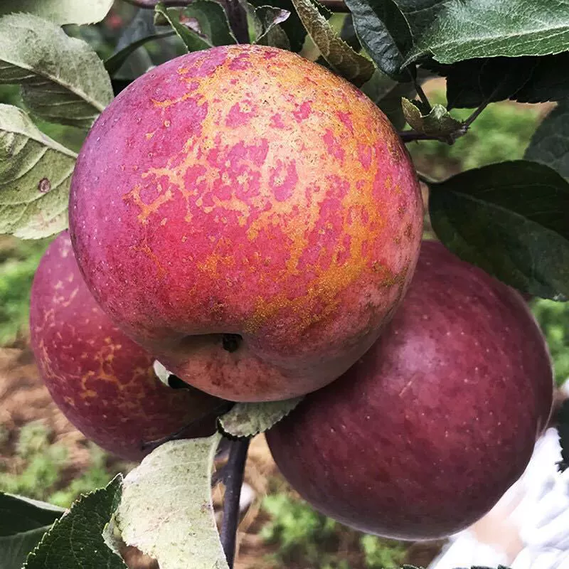 Яблоки Salt Source Ugly Apples, Сычуань Далианшань, сорт «Ледяной сахар», красные яблоки Фуджи, свежие фрукты, 4.5kg штук в цветной коробке