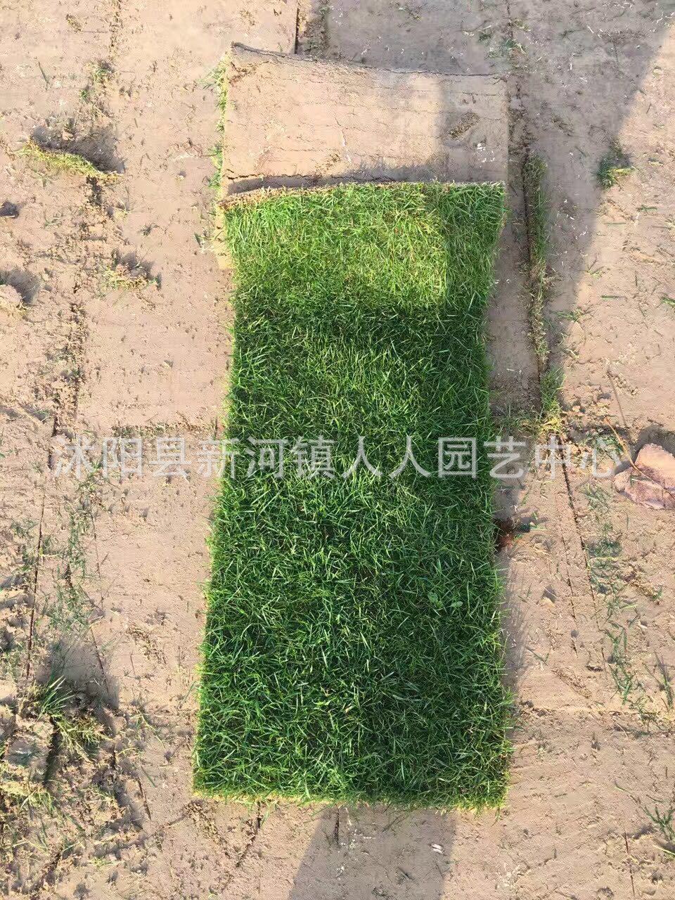 綠化草皮價格 果嶺草草坪價格果嶺草草皮 帶土草坪真草坪