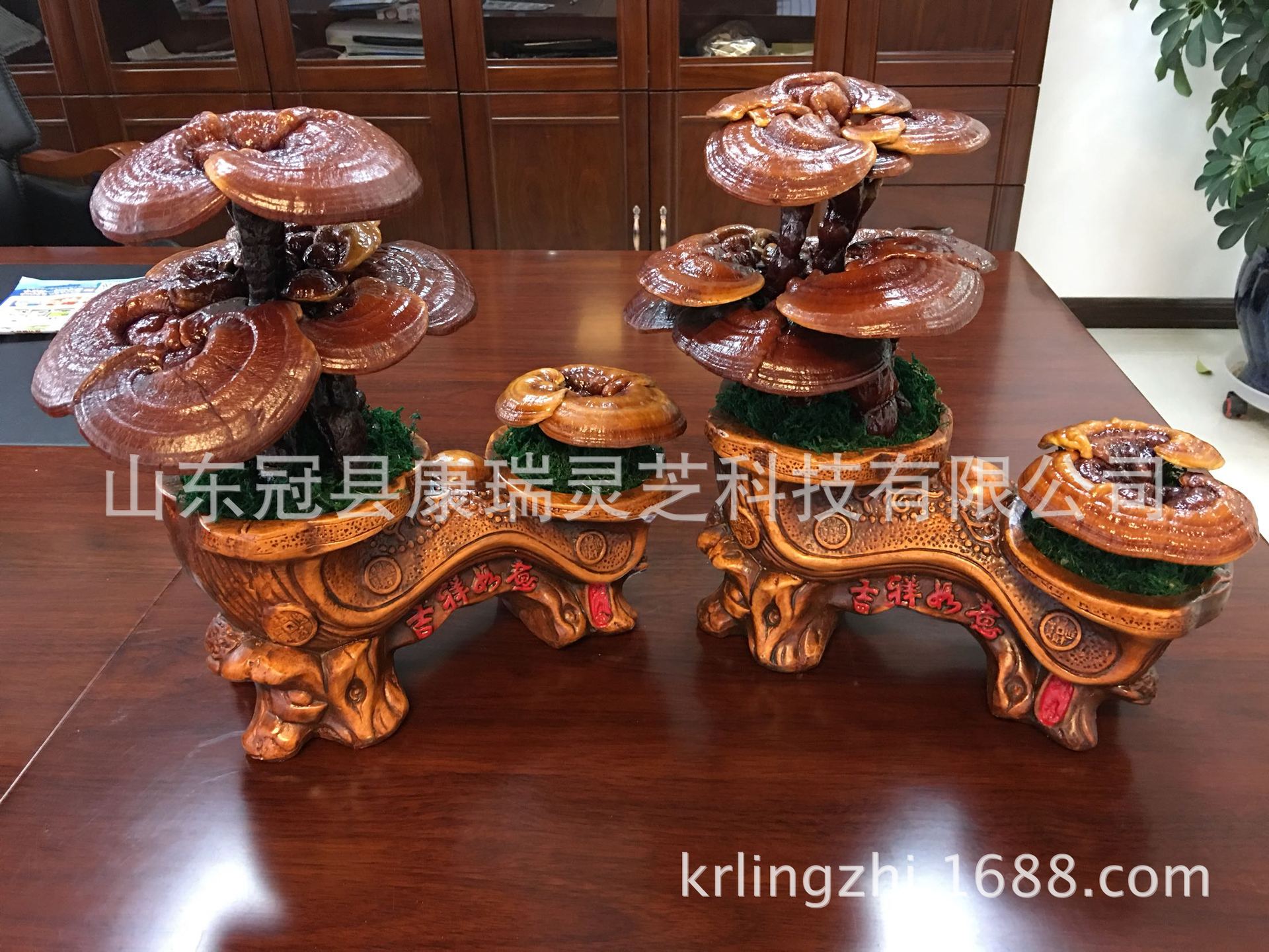 山东冠县康瑞灵芝批发灵芝盆景 盆栽灵芝 中小型灵芝摆件 赤灵芝-阿里巴巴