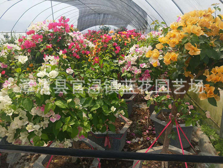 多花三角梅,价格380元 (3).jpg