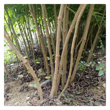 ɽ�|��t���������ظ�ϵ�l�_ �m���ϱ����Nֲ̩ɽ������