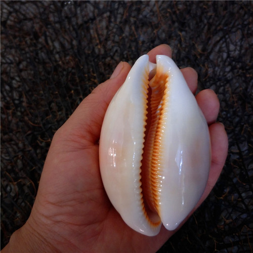 Factory direct sales about 9 cm gold treasure snails, specimen snails, conch shells, window decorations, collectibles