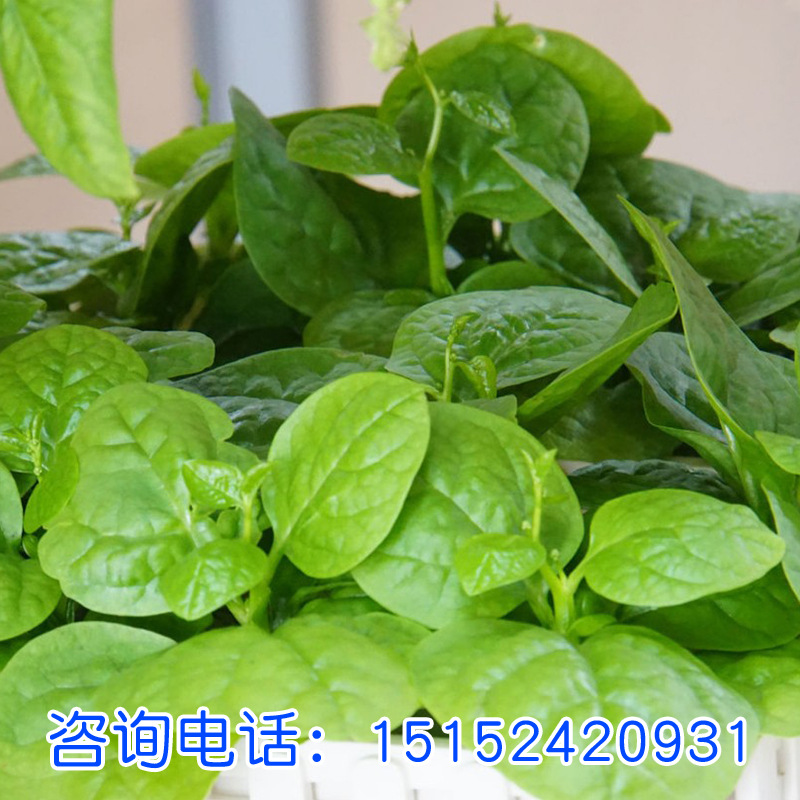 木耳菜 家庭易种 蔬菜种子 彩包 四季播种木耳菜种子基地发货|ru