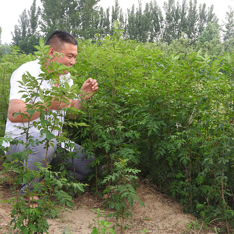 那個城市銷售的花椒苗價格低 大紅袍花椒苗品種如何辨別冠信提供