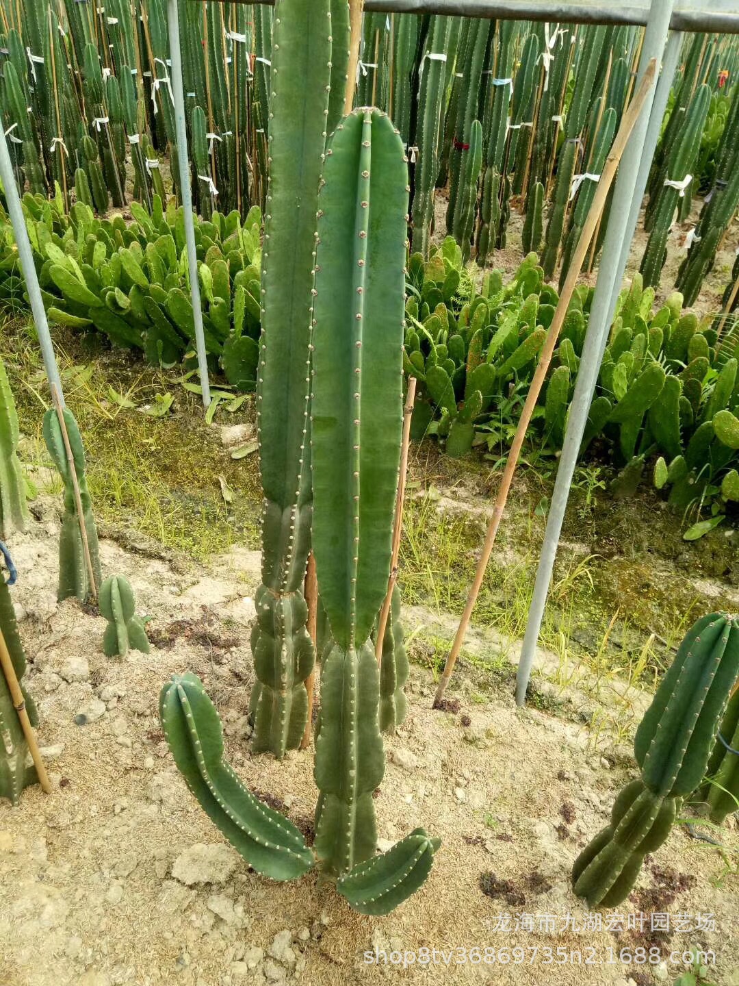 仙人柱 量天尺 1.-1.2米多头仙人掌铁柱景观多肉沙生植物-阿里巴巴