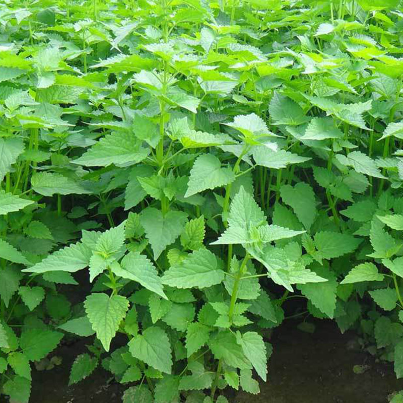 藿香种子 霍香正气香草种孑土藿香山茴香青茎薄荷籽农家蔬菜种子-阿里巴巴