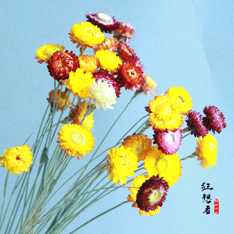 狂想者A级麦秆菊森系手工干花真花雏菊插花家居装饰摄影批发|ru