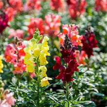 ɢbNӽ~ݷNӪ{ӻļ̨Ծ^GNӲݻ