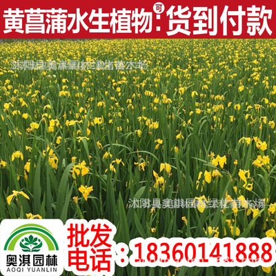 Supply Huang Changpu,Acorus calamus seedlings,Acorus calamus,Yellow-flowered iris,Aquatic Iris Aquatic plants