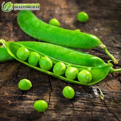 2019年芽苗菜种子中豌6号豌豆香豌豆白豌豆青豌豆麻豌豆中豌8号