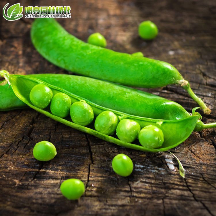 2019年芽苗菜种子中豌6号豌豆香豌豆白豌豆青豌豆麻豌豆中豌8号