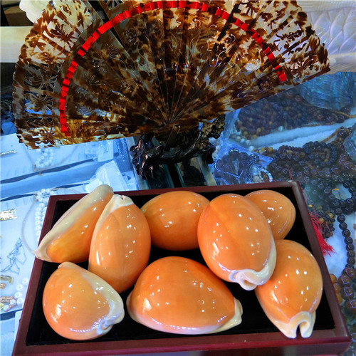 Factory direct sales about 9 cm gold treasure snails, specimen snails, conch shells, window decorations, collectibles