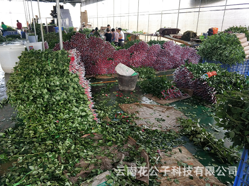 卡罗拉15.jpg