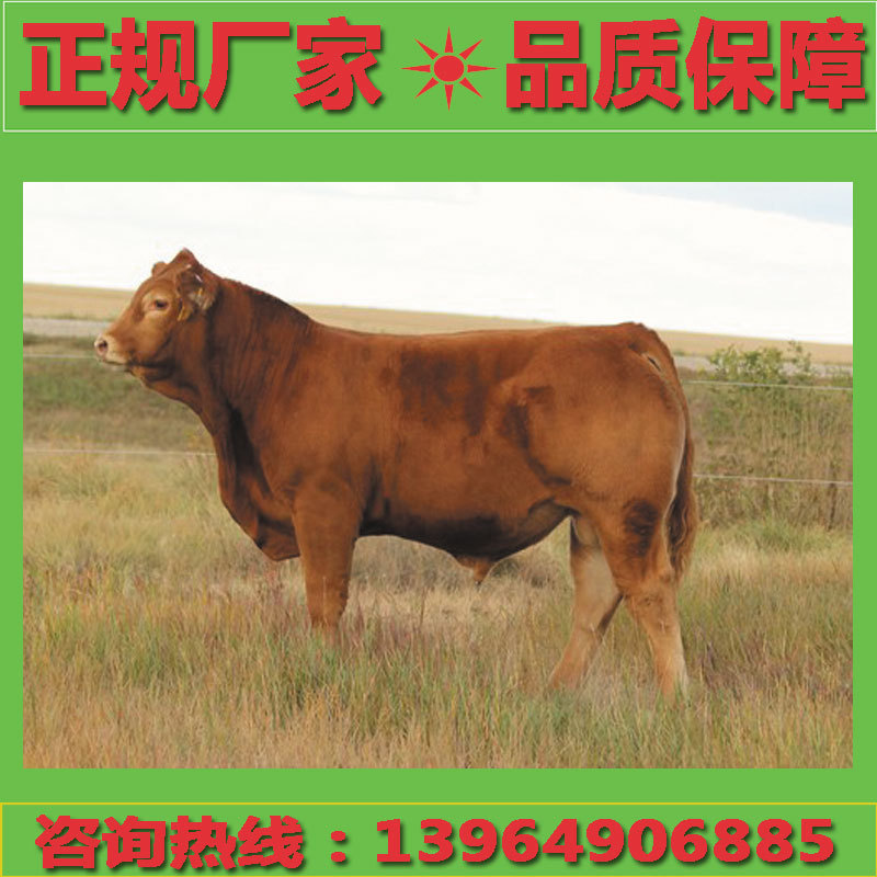 一斤黄牛价格，一斤黄牛报价，一斤黄牛行情，一斤黄牛价格走势