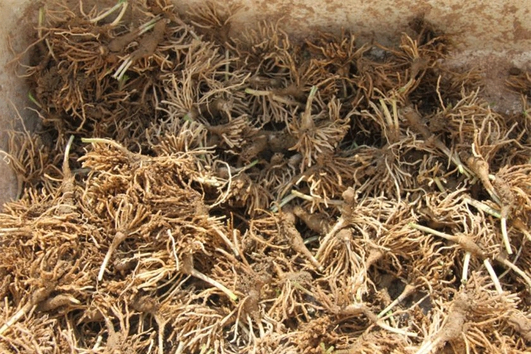 Корень Порея саженцы Порея горшечные цветы садовые растения Семена рассада овощи органические овощи растения цветы