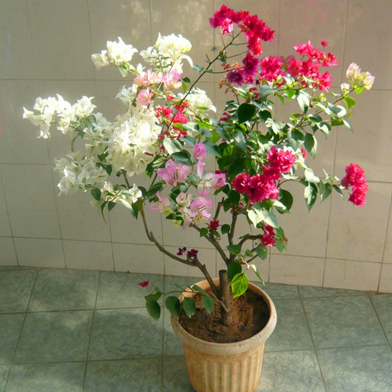 Bougainvillea в горшке многоцветная рассада трифолия красочный цветок рассада двойной лепесток большая рассада Bougainvillea бонсай вьющееся растение