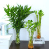 Plant lamp indoor, one bead bracelet for office, wholesale