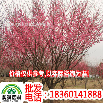 Supply of Yuye Plum,red,Green,Hakubaicho green Seedlings Arbor