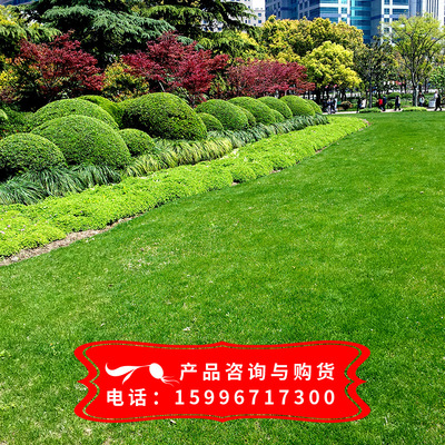 【台湾青草坪】种子 耐践踏 耐修剪 草坪种子 四季常青苗圃销售