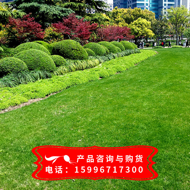 【台湾青草坪】种子 耐践踏 耐修剪 草坪种子 四季常青苗圃销售