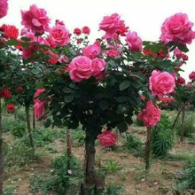 Rose Tree Stump Đắp cơ sở hoa bán buôn tăng cây với mùa hoa nhiều màu cao cây Rose Cây bụi Arbor