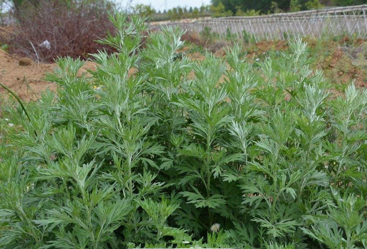 批发艾草新种子 艾草 五月艾 大叶艾草 江苏草籽公司香草-阿里巴巴
